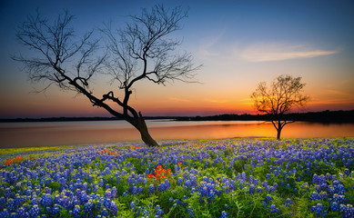 Stickers Bos Texaanse zonsondergang met blauwe lupines en meer  © leekris