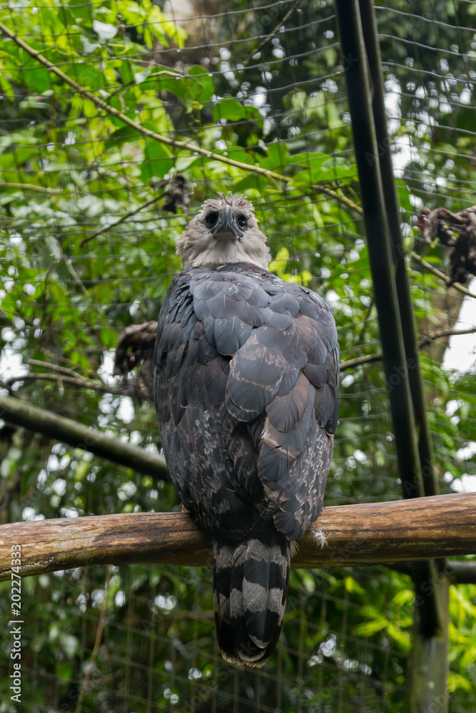 Brazilian Wildlife in the Zoo - Harpy Eagle (Harpia) Brazilian Wildlife in the Zoo - Harpy Eagle (Harpia)