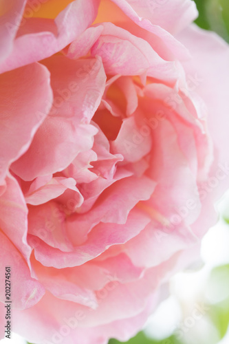 大輪の薔薇up © 花Kasumi