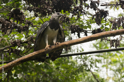 Brazilian Wildlife in the Zoo - Harpy Eagle (Harpia)