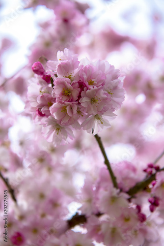 Pink cherry blossoms at spring time in Victoria, BC, Canada © roxxyphotos