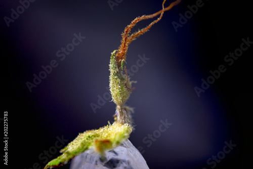 Macro detail of cannabis calyx (sour tangie strain) isolated on black background photo