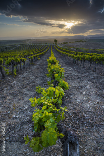 vignoble/vignoble avec coucher de soleil