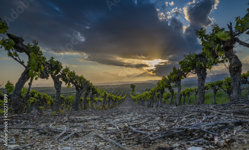 vignoble/vignoble avec coucher de soleil