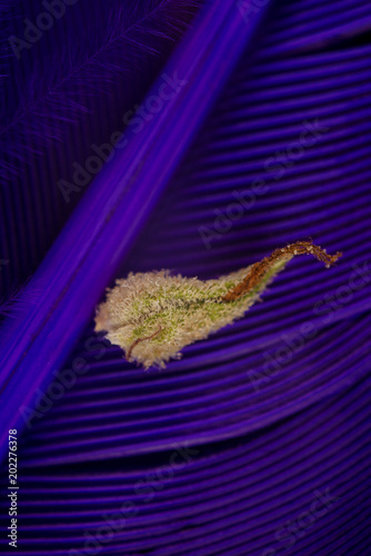 Macro detail of cannabis calyx (sour tangie strain) isolated on purple background photo