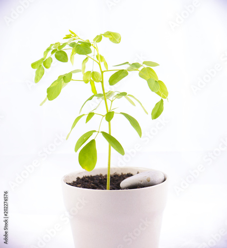 Small potted moringa plant (Moringa oleifera Lam.) isolated on white