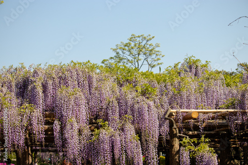 Wisteria of Ushijima in Kasukabe city. Saitama, Japan photo