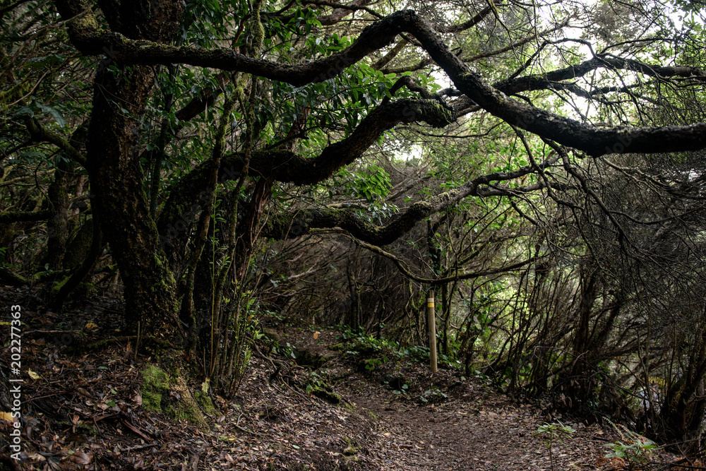 Obraz premium Hiking trail in jungle