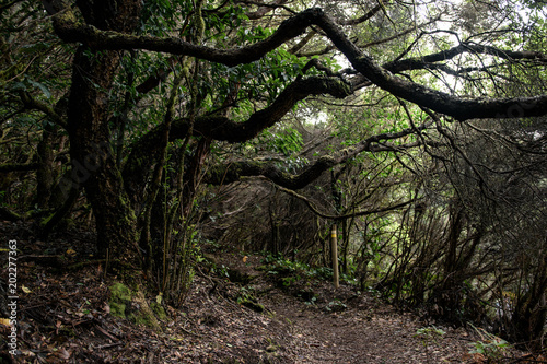 Hiking trail in jungle