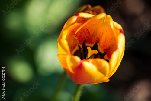 orange tulip close up under the sun with creamy background