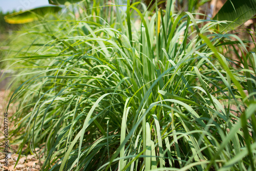 Lemongrass or Lapine or West Indian were planted on the ground. It is a shrub, its leaves are long and slender green. It is a shrub, its leaves are long and slender green. photo