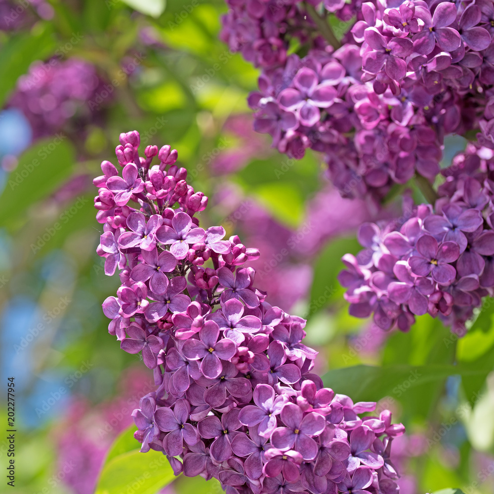 Obraz premium Flieder, Syringa