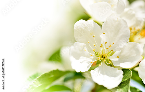 spring blossom macro background