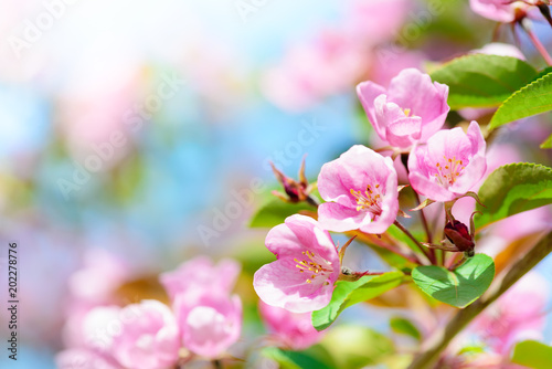 Pink apple flowers spring background © PaulPaladin