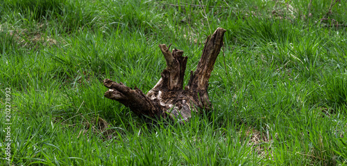Totholz auf einer Wiese © blende11.photo