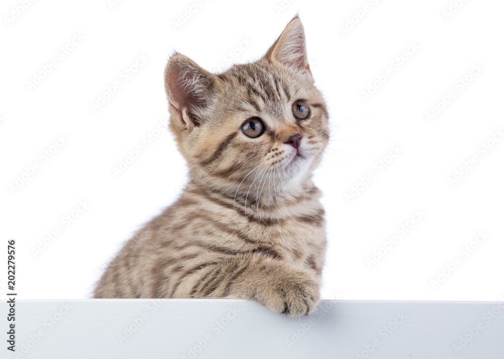 Cat kitten peeking out of blank sign, isolated on white background