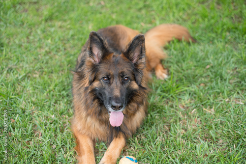 Long coat red and black German shepherd dog outdoors © Tanya