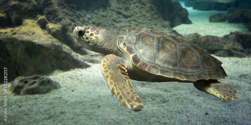 Fototapeta premium Loggerhead turtle on a rocky background