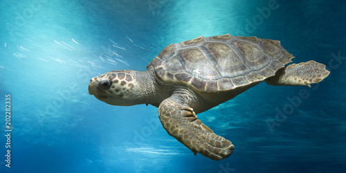 Loggerhead turtle, Caretta caretta, in open water