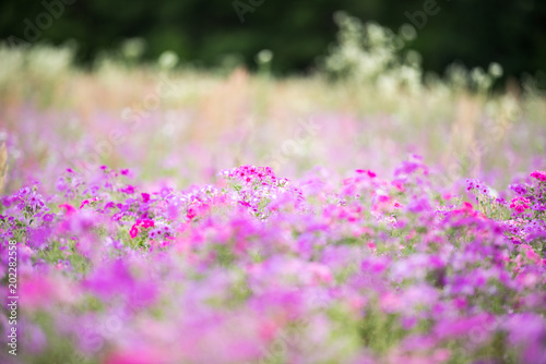 Spring purple wild flower field. Filled with purple flowers in southern Florida in April. 