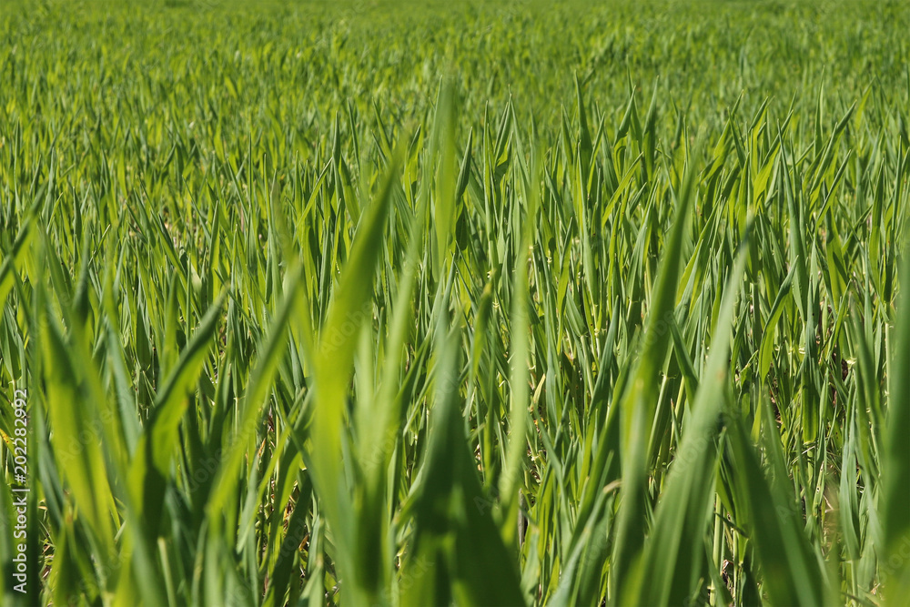 Obraz premium High green grass growing on the meadow in sunny day. 