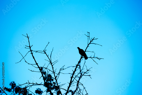 bird silhouette on the tree