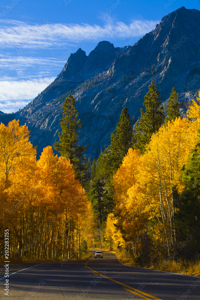 Fototapeta premium Fall Color in June Lake Loop Hwy 395