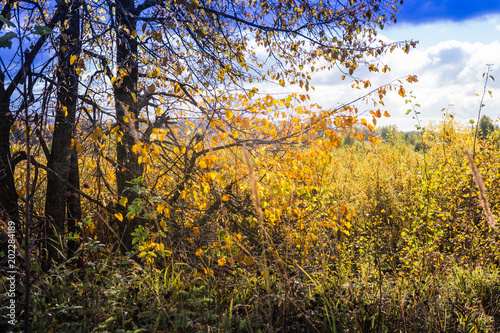 Landscape with yellow trees and grass in autumn