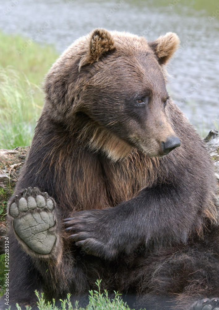 Grizzly bear in Alaskan wildlife sanctuary Grizzly bear in Alaskan wildlife sanctuary