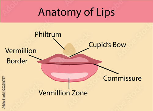 Anatomy of lips, vector illustration
