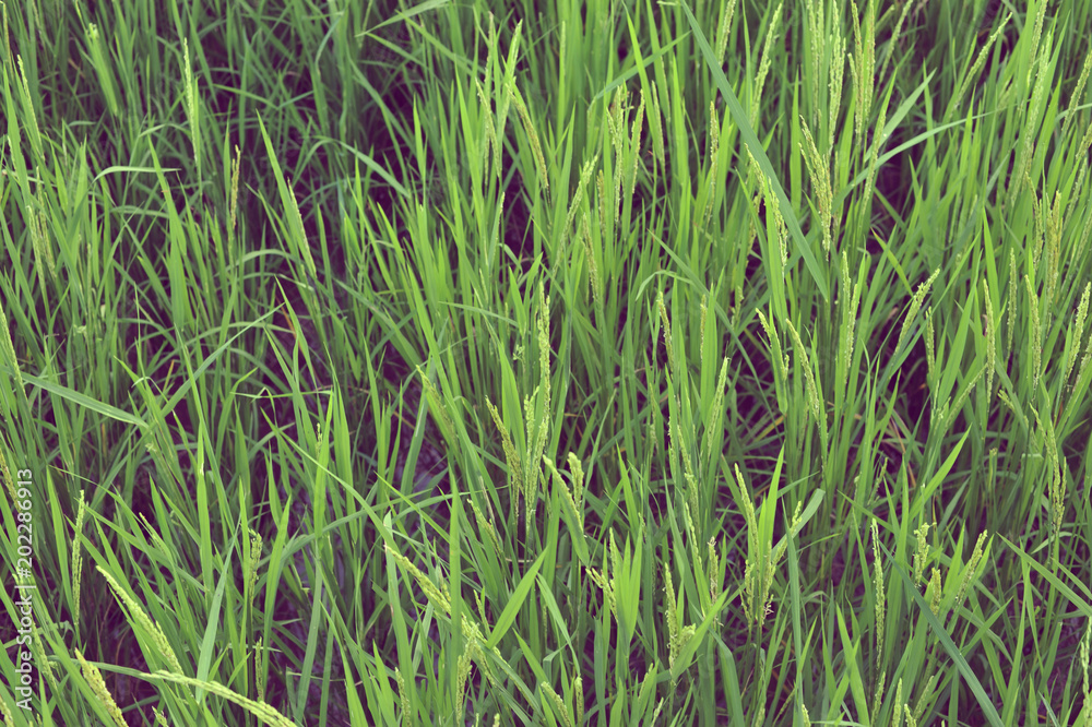 close up rice field paddy field rice natural background