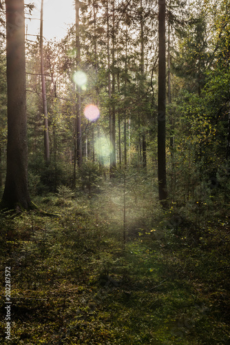 Waldlandschaft mit Sonnenstrahlen