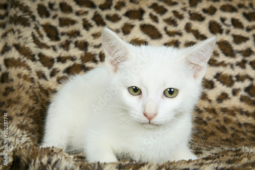 All White Kitten