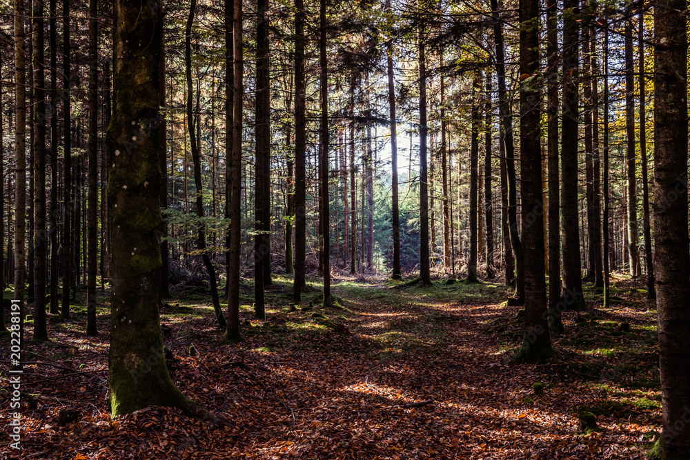 Waldweg im Herbst