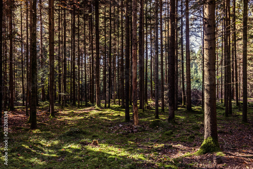 Wald im Herbst