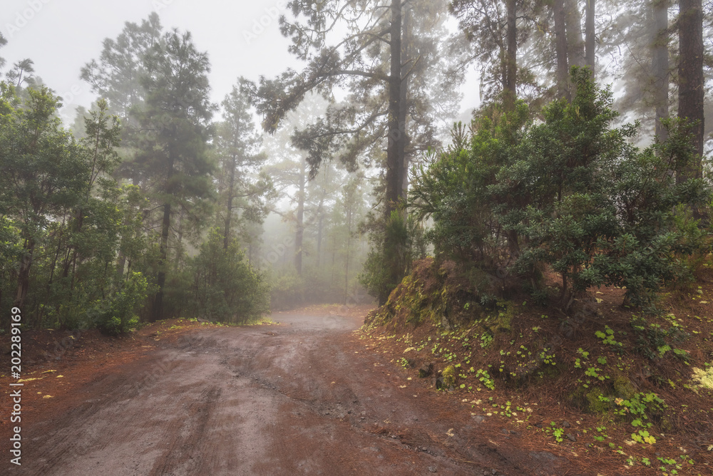 Fototapeta premium Beautiful foggy forest in Arenas Negras, Tenerife, Canary islands, Spain.