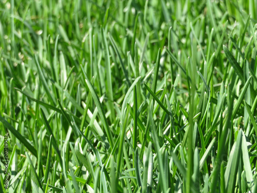 Green grass texture background. Fresh spring grass close-up