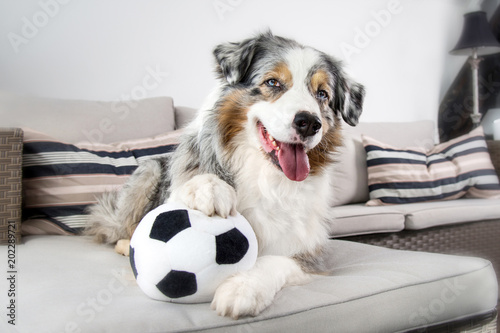 Fototapeta Naklejka Na Ścianę i Meble -      Ein Australian Shepherd liegt auf einem grauen Sofa mit einem Fußball zwischen den Pfoten und mit konzentriertem Blick nach vorne und dem Ball unter der Pfote