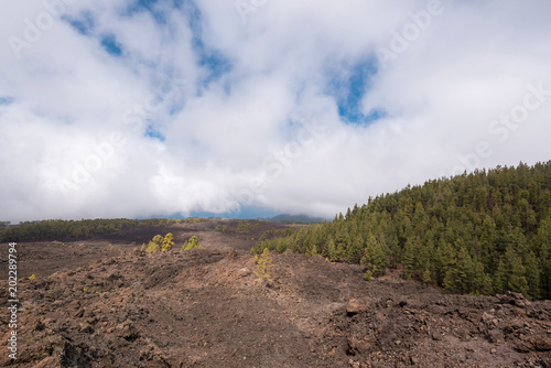 Forest in volcanic landscape of Teide national park, Tenerife, Canary islands, Spain.