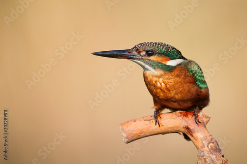 Common Kingfisher (Alcedo atthis) sitting on a beautiful background