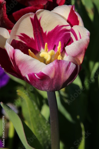 rosa weiss gemusterte Tulpe photo