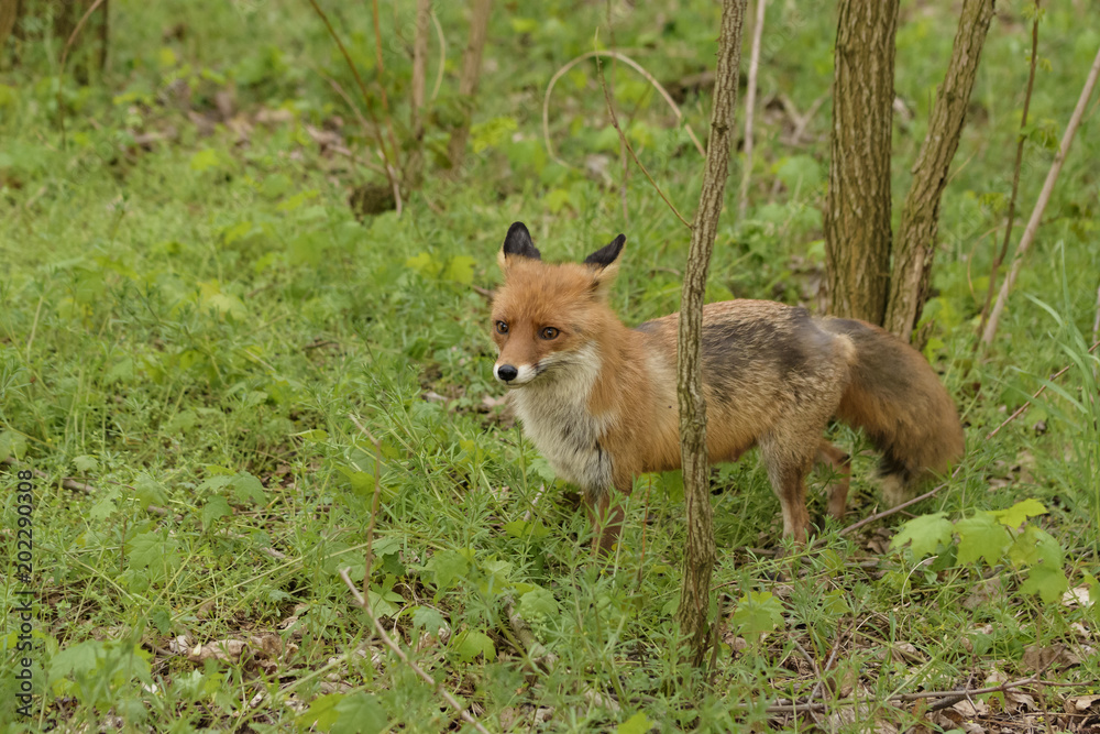 ein Fähe sucht im Wald nach Futter