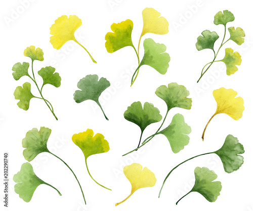 Gingko biloba illustration