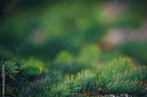 Fir tree brunch close up. Shallow focus. Fluffy fir tree brunch close up. Christmas wallpaper concept. Copy space.