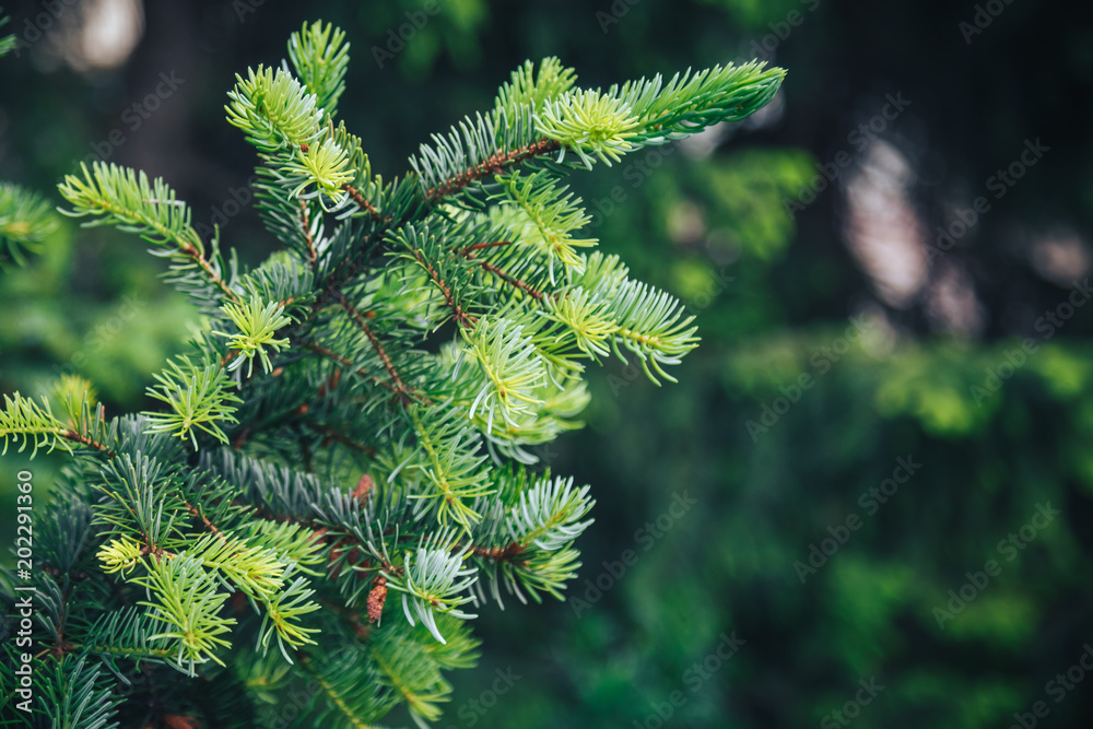 Fir tree brunch close up. Shallow focus. Fluffy fir tree brunch close up. Christmas wallpaper concept. Copy space. Fir tree brunch close up. Shallow focus. Fluffy fir tree brunch close up. Christmas wallpaper concept. Copy space.