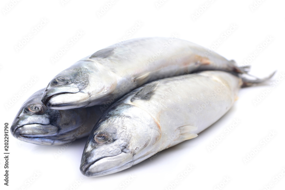 Fish mackerel Fish mackerel