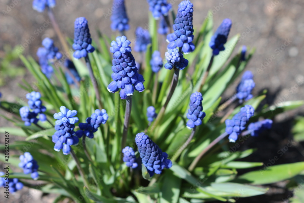 sky blue muscari in the spring sun sky blue muscari in the spring sun