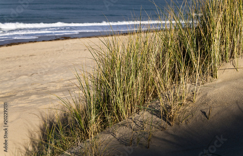 Strand  D  nen  niederl  ndische Nordseek  ste