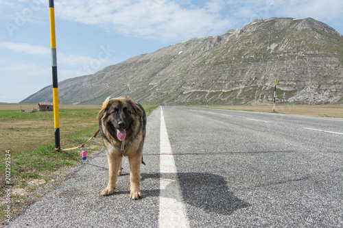Mixed breed on the road in mountain