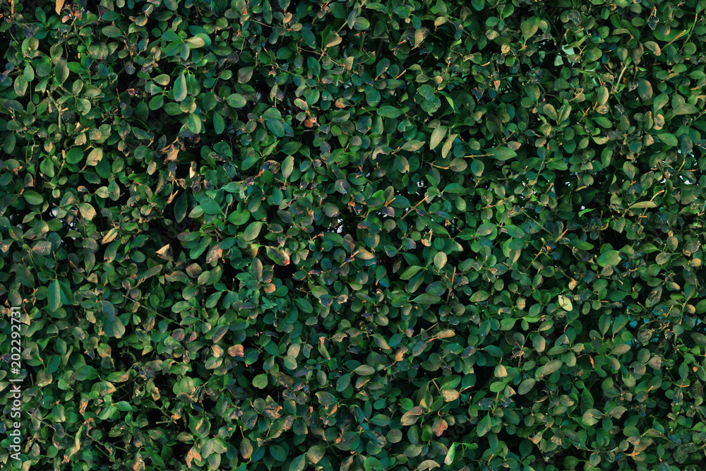 Green fence background image. Hedgerow texture. Green lence desktop